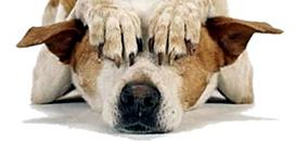 Chien cardiaque décompensé : je fais quoi maintenant ?