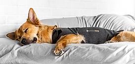 Améliorer la gestion du stress des chiens : découvrez la nouveauté ThunderShirt !