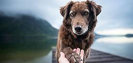 Découvrez l'intérêt des phéromones sur le comportement canin !