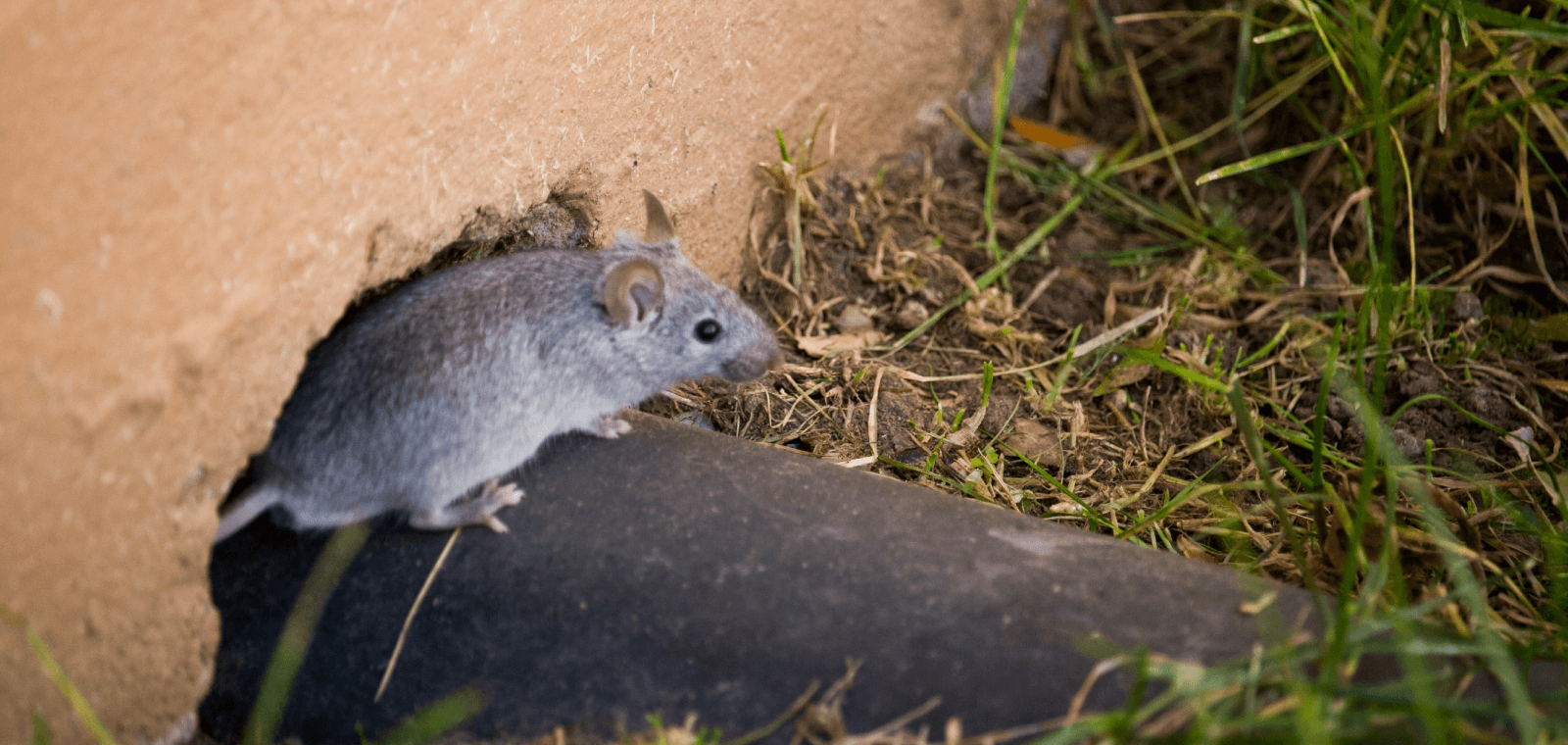 Piège à rat professionnel : est-il vraiment efficace ?