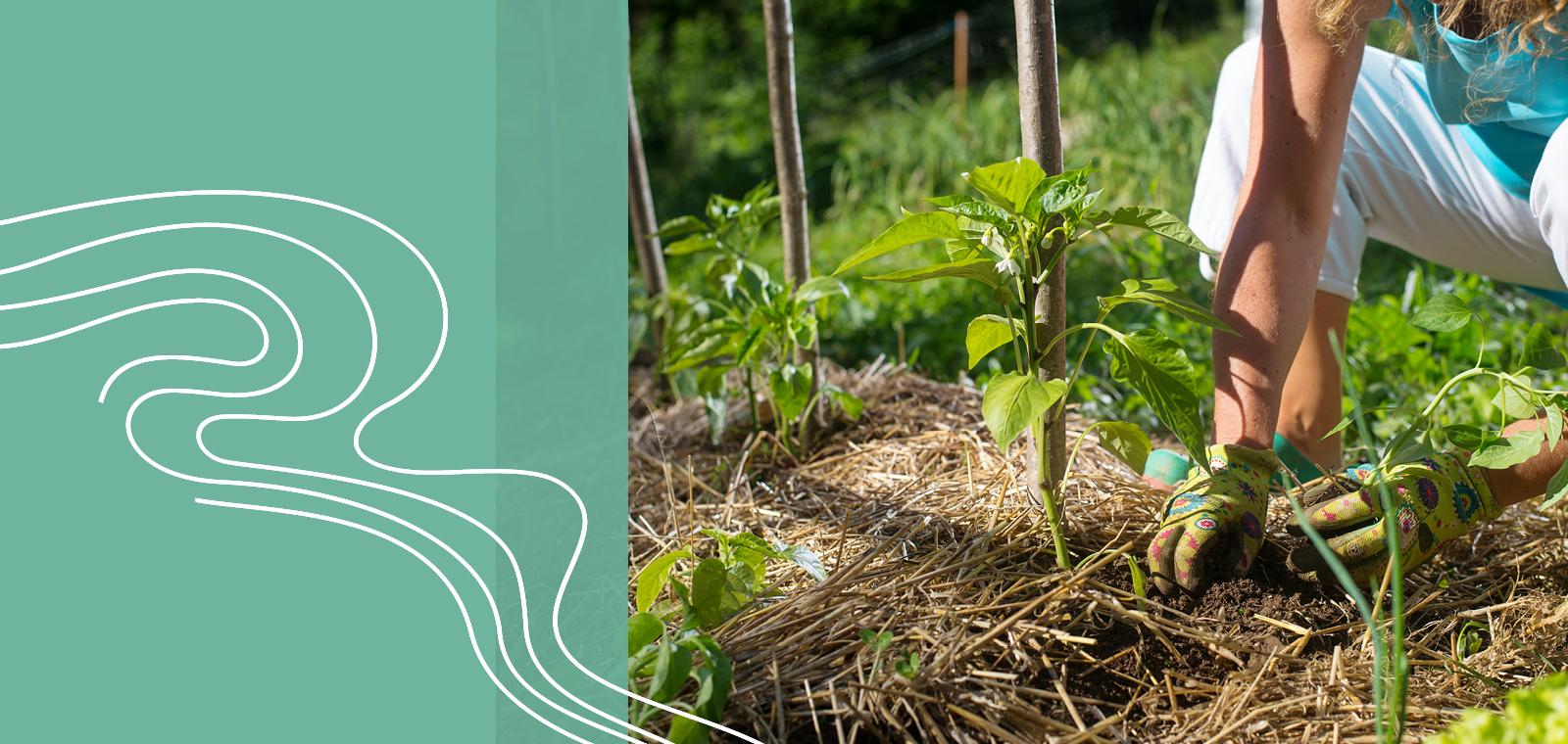 Le permanagement : comment s'inspirer de la permaculture pour manager autrement ?