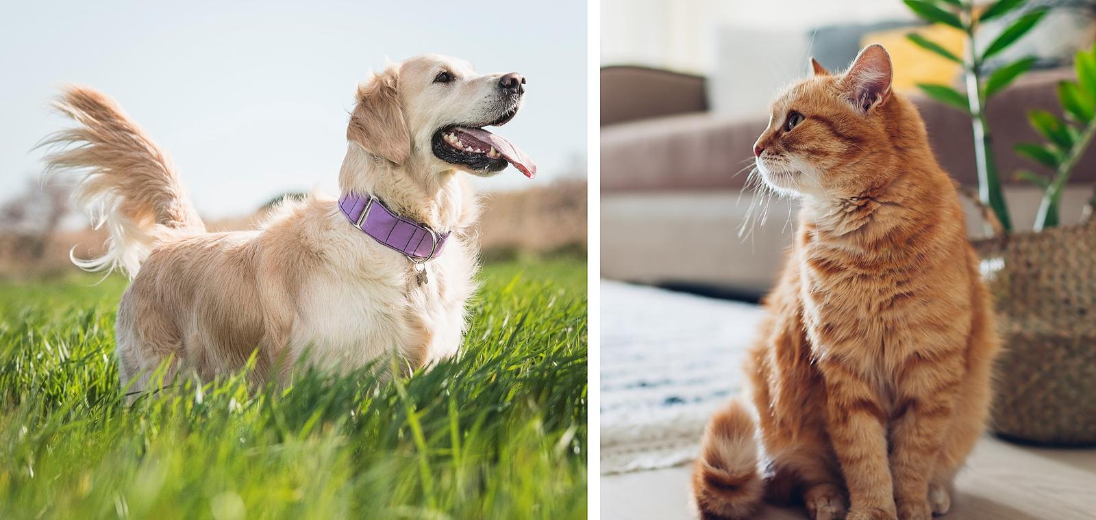 Antiparasitaires externes pour les chiens et les chats : quels conseils donner ?