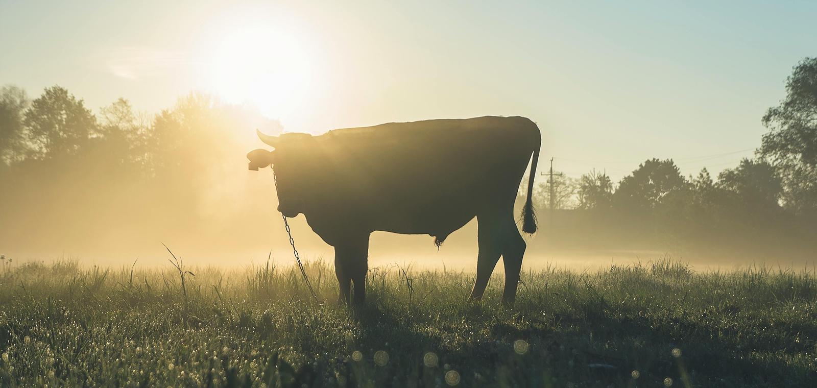 Les agriculteurs face au changement climatique