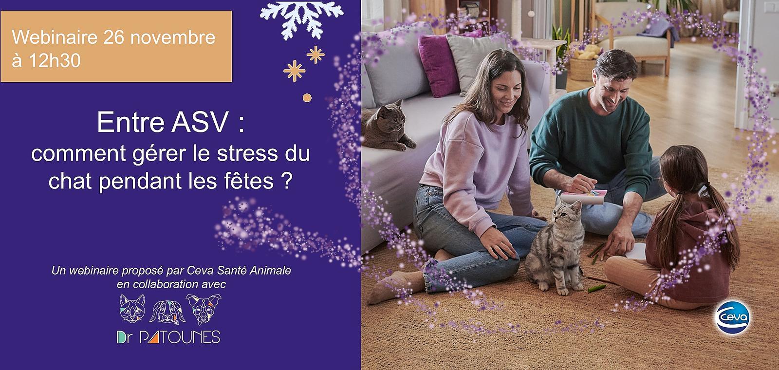 Entre ASV : comment gérer le stress du chat pendant les fêtes ?