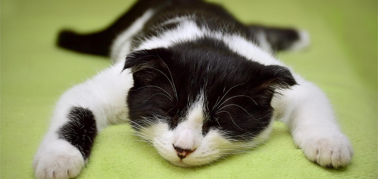 Désactive ton programme de survie et fais de ton système nerveux un allié !