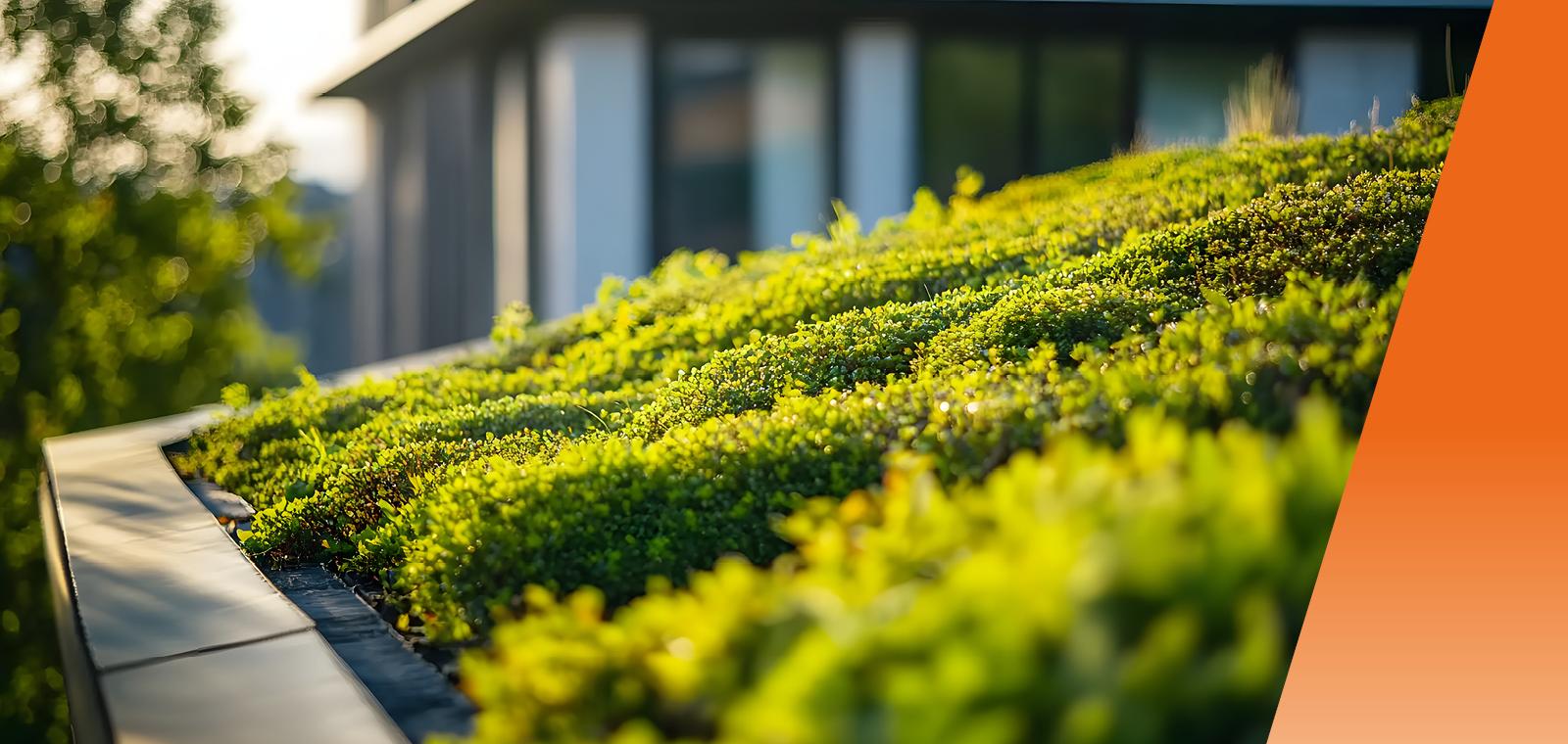 Toits-terrasses : comment les préparer au changement climatique ?