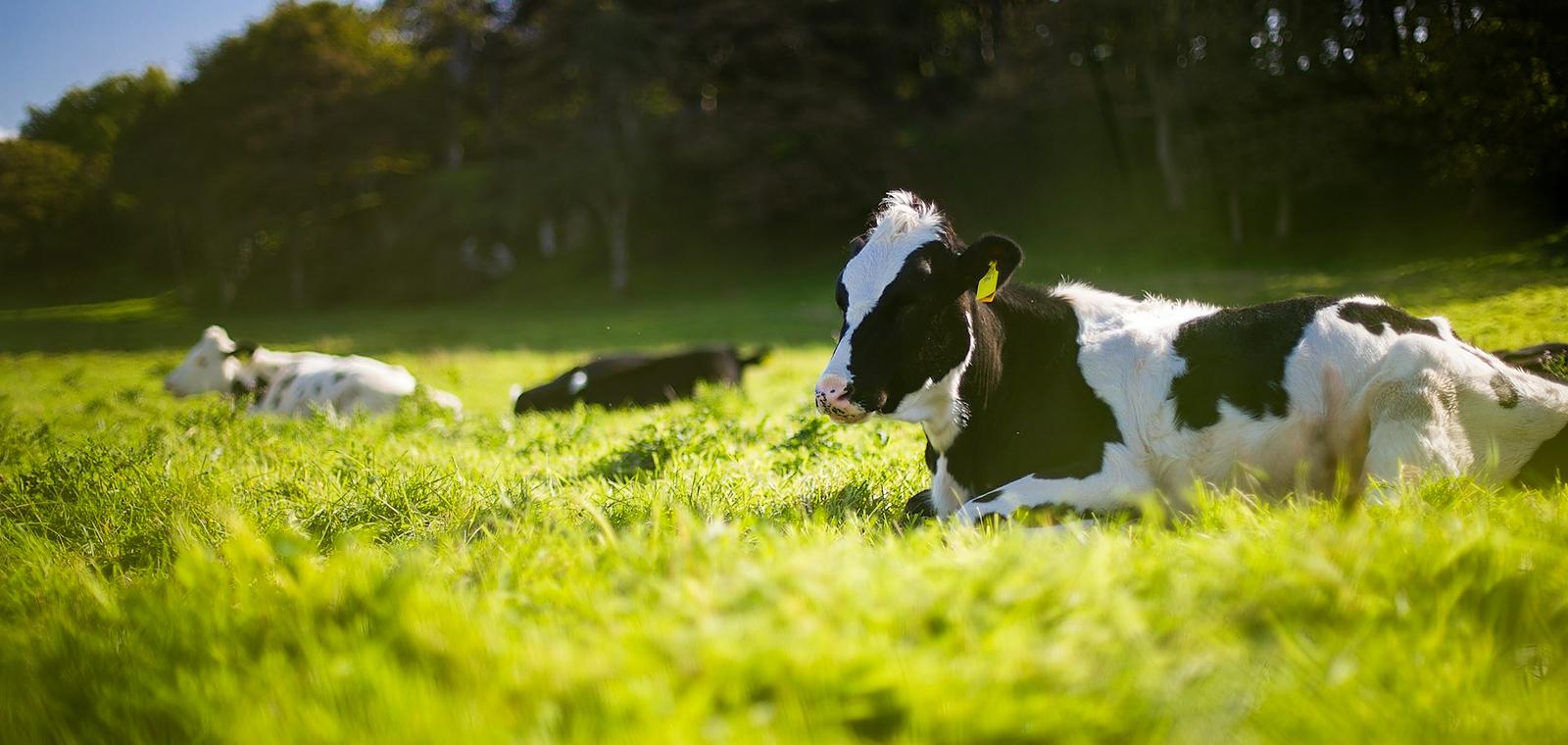 Comment communiquer sur l'élevage en tant qu'agriculteur?