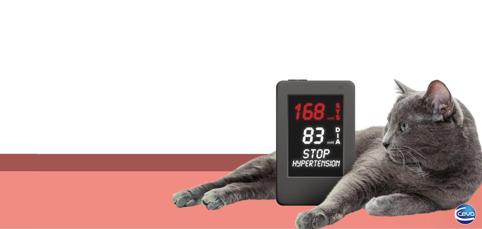 L'hypertension artérielle féline en pratique !