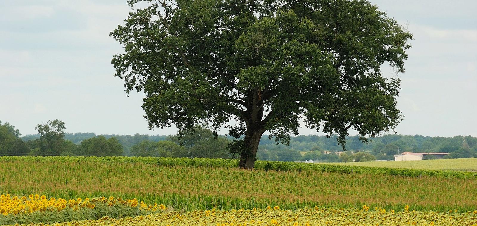 Agriculture et biodiversité : quelles synergies ?