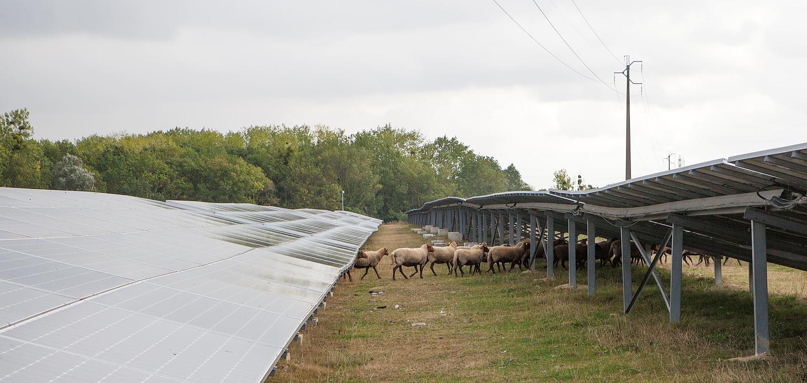 Agrivoltaïsme : comprendre les enjeux et agir pour des solutions durables pour mon territoire