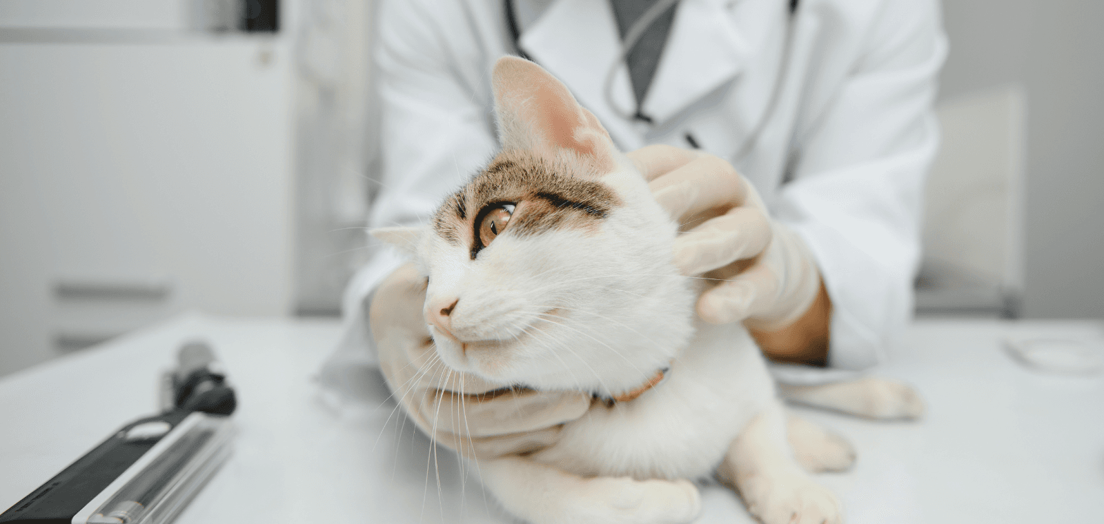 Vétérinaires : Comment prévenir, par la communication, les risques liés au stress du chat en consultation ?