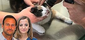 Comment un examen ophtalmologique peut-il s'intégrer dans le suivi d'un chat atteint de maladie rénale chronique ?